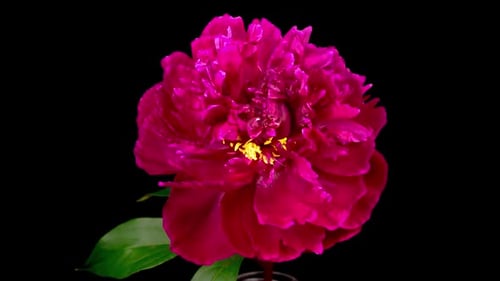 Pink Peony Blooming Time-Lapse on Black Background