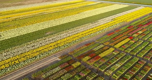 Aerial view of rows of tulips at Keukenhof botanical garden, Lisse, Netherlands