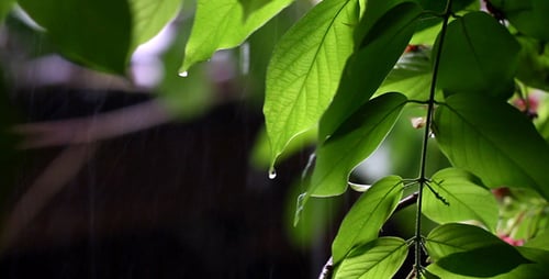 Gentle Rain Falling on Lush Tropical Plants