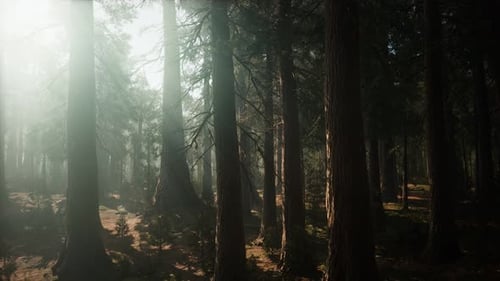 Giant Sequoia Trees at Summertime in Sequoia National Park, California