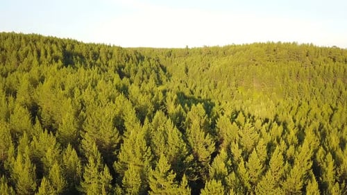 Forest From Above