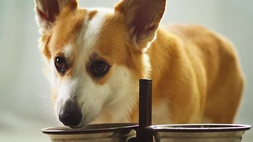 Corgi Dog Eating from Metal Bowls Close-up