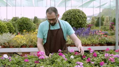 Gardener tends to colorful flowers in greenhouse