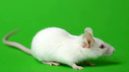 White Mouse Close Up on Green Background