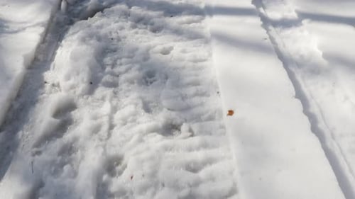 Tire Tracks in Fresh Winter Snow