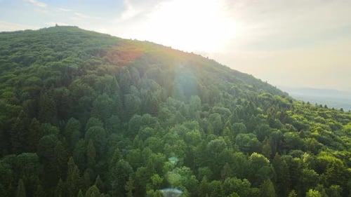 Aerial View of Green Pine Forest with Dark Spruce Trees