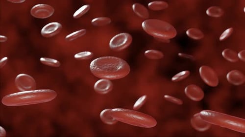 Microscopic Red Blood Cells Flowing in a Vein Animation