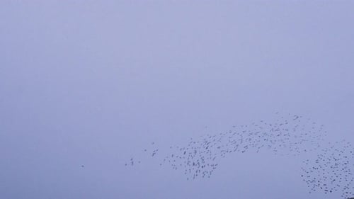 Flock of Birds Flying in the Sky