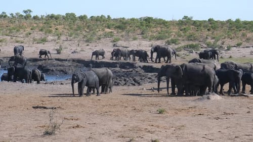 Herde afrikanischer Busch-Elefanten in und um ein schlammiges Wasserloch