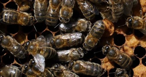 European Honey Bee, apis mellifera, Black Bees working on a Brood Frame, Bee Hive in Normandy