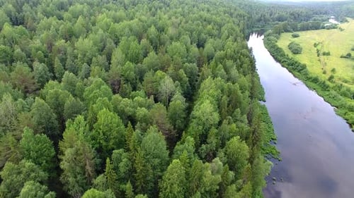 Über den Wald fliegen