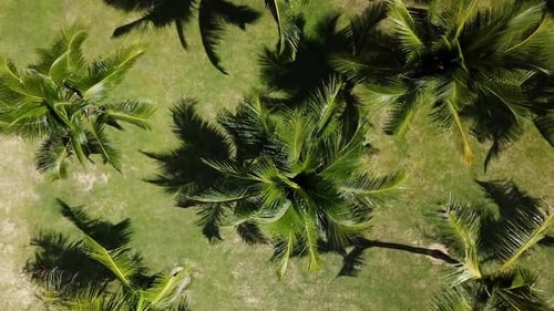Palm Trees on Tropical Lawn from Above