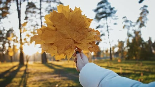 Woman Holding Bouquet of Golden Maple Leaves in Her Hands Having Fun with Foliage in Autumn Park