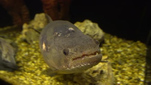 Big Fish Lurking on The Sandy Bottom