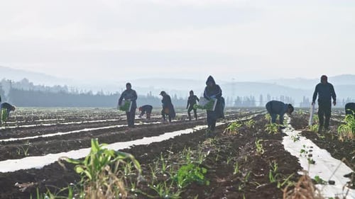 Farm workers planting watermelon plants in a field