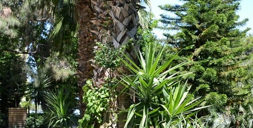 Tropischer Park 1