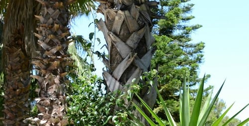 Tropischer Park 2