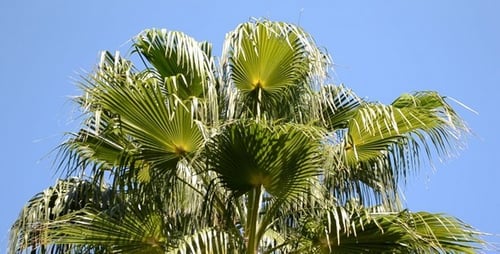 Palme gegen den Himmel