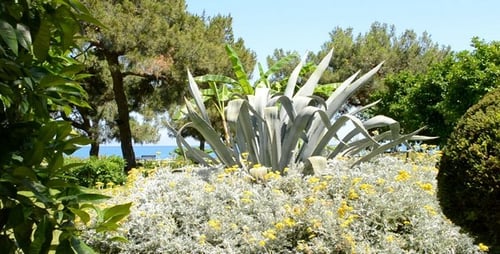 Tropischer Park 3