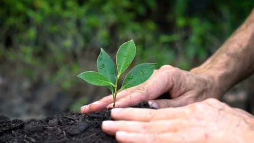 Senior hand growing, caring a young tree sprout.