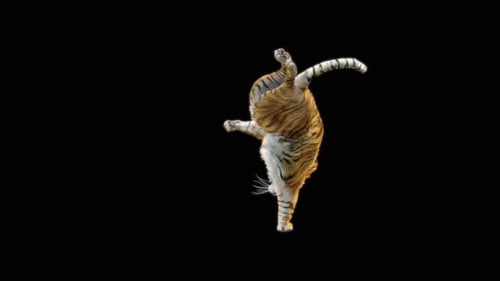 3D Animated Dancing Tiger on Transparent Background