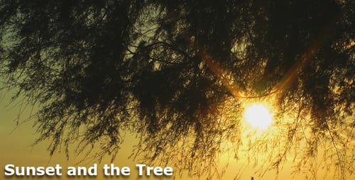 Sonnenuntergang und der Baum