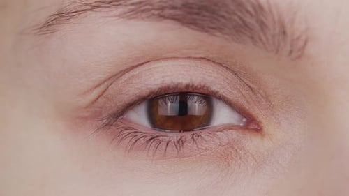 Closeup of female brown eye. Woman is looking at the camera close-up.