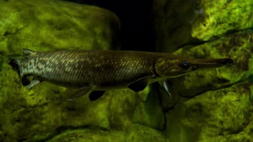 Large long predatory pike in the riverbed