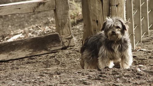 Perro maltés gris ladrando en la granja, cerca de la valla de madera.