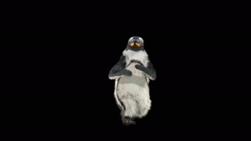 Penguin Dancing 4K