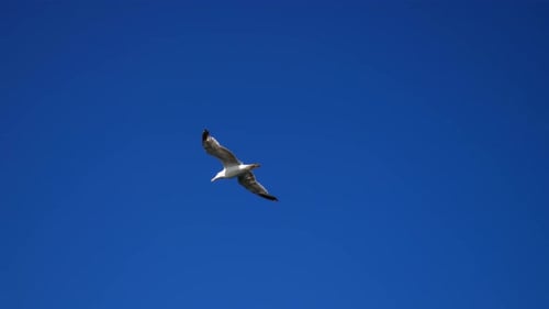 Gaviota 2K
