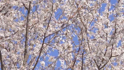 Branches with White Blossoms Against Bright Blue Sky