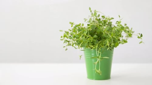 Herbe de thym vert en pot sur table