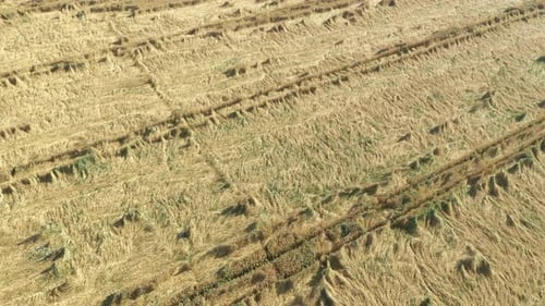 Aerial View of Flattened Wheat or Grain Field