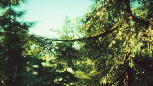 Green Cone Trees in Bright Sun Light