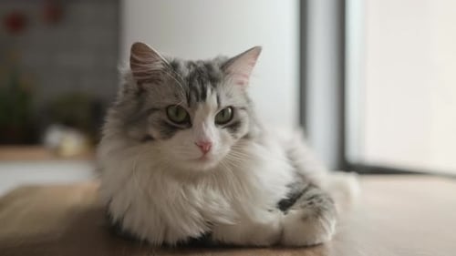 Close-up of a beautiful white gray long-haired adult cat, which looks directly at the camera