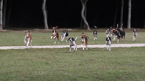 Großer anglo-französischer weißer und schwarzer Hund mit großem anglo-französischen Tricolore Hound