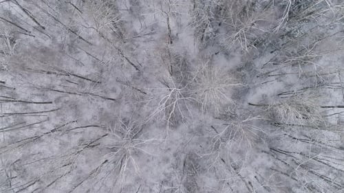 paisaje de invierno con bosque