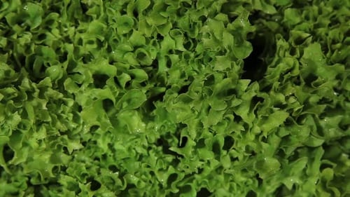 Green Lettuce Closeup Dolly Shot