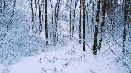 Snowy Branches in Forest Winter Fairy Background