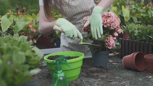 Woman Gardening with Pink Begonia in Greenhouse
