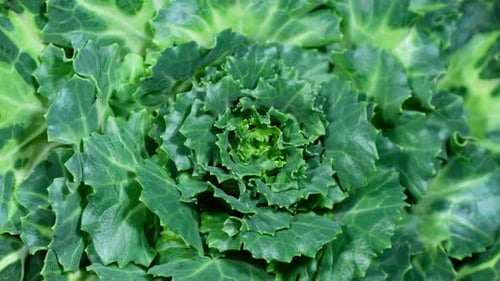Lap de temps : une rosette de Brassica biologique grandit