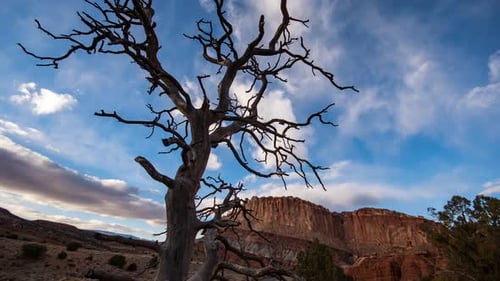 Time lapse moving past tree viewing desert cliffs