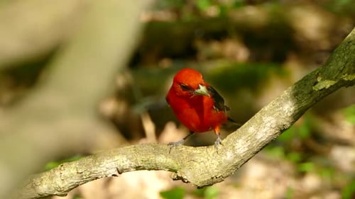 El
canto de la tangara escarlata encaramada en una rama del bosque.
