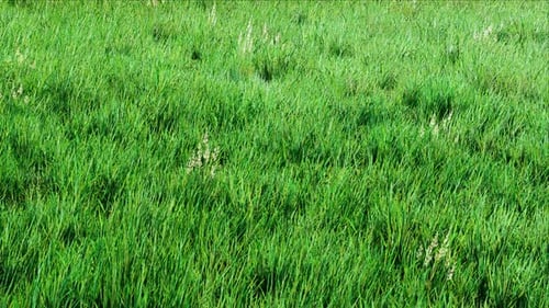 Green Grass Gently Waving in a Summer Meadow