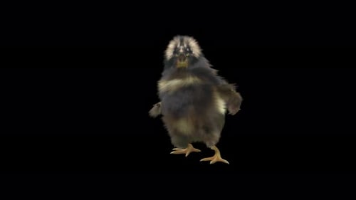 Cute Baby Chick Dancing on Black Background Animation