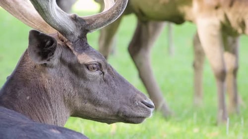 Fallow Deer Stag Rests in a Pasture By a Forest and Looks Into Distance on a Sunny Day - Closeup