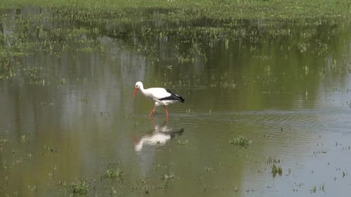 Storch sucht Nahrung in den Auen des Flusses IJssel in den Niederlanden