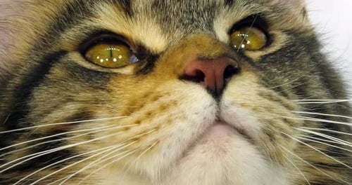 Brown Tortie Blotched Tabby and White Maine Coon Domestic Cat, Close up of the head of Female