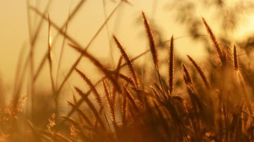 Wild Grass Swaying in Golden Sunrise Light